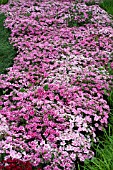 DIANTHUS ELATION PINK BICOLOR