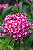 DIANTHUS SWEET RED WHITE PICOTEE