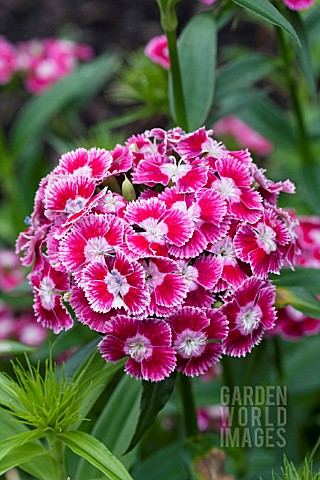 DIANTHUS_SWEET_RED_WHITE_PICOTEE