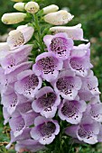 DIGITALIS PURPUREA