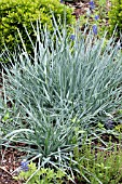 ELYMUS ARENARIUS BLUE DUNE