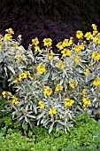 ERYSIMUM FRAGRANT STAR