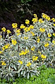 ERYSIMUM FRAGRANT STAR