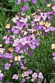 ERYSIMUM JENNY BROOK