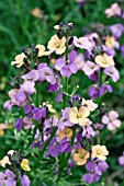 ERYSIMUM JENNY BROOK