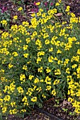 ERYSIMUM PRECIOUS GOLD