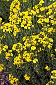 ERYSIMUM PRECIOUS GOLD