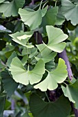 GINKGO BILOBA LEAVES