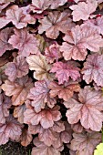 HEUCHERA BEAUJOLAIS