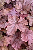 HEUCHERA BEAUJOLAIS