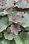 HEUCHERA BROWNIE