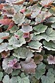 HEUCHERA BROWNIE