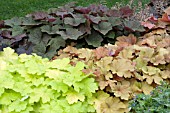 HEUCHERA MIX