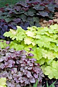 HEUCHERA MIX