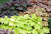 HEUCHERA MIX