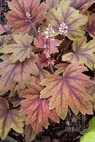 HEUCHERELLA_SWEET_TEA