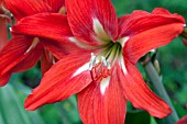 HIPPEASTRUM X JOHNSONII