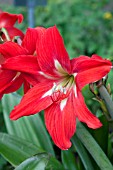 HIPPEASTRUM X JOHNSONII