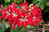 HIPPEASTRUM X JOHNSONII
