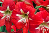 HIPPEASTRUM X JOHNSONII