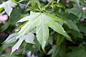 LIQUIDAMBAR STYRACIFLUA LEAVES