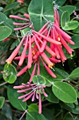 LONICERA SEMPERVIRENS