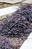 LOROPETALUM PURPLE PIXIE