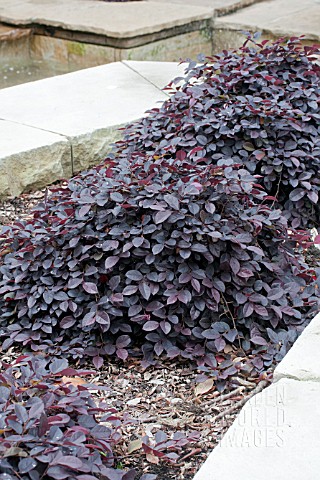 LOROPETALUM_PURPLE_PIXIE