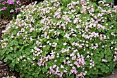 OXALIS CRASSIPES