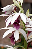 PHAIUS TANKERVILLIAE NUNS ORCHID