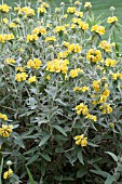 PHLOMIS RUSSELIANA