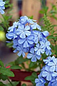 PLUMBAGO AURICULATA CAPENSIS