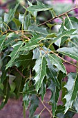 QUERCUS CANBYI MEXICAN OAK