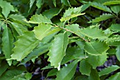 QUERCUS LACEYI LEAVES