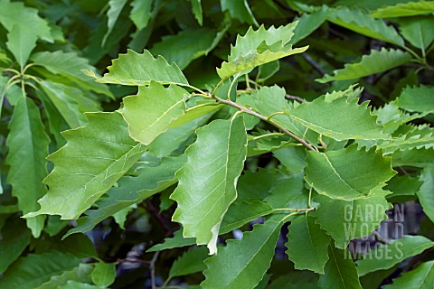 QUERCUS_LACEYI_LEAVES