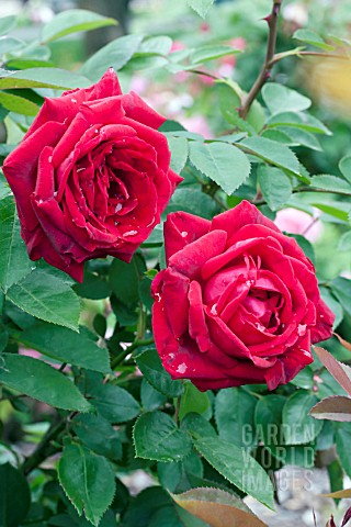 ROSA_EASY_ELEGANCE_KASHMIR