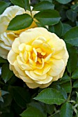 ROSA EASY ELEGANCE YELLOW BRICK ROAD