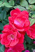 ROSA KNOCK OUT RED