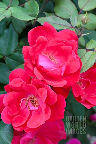 ROSA_KNOCK_OUT_RED