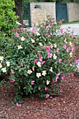 ROSA MUTABILIS