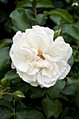 ROSA WHITE MEIDILAND