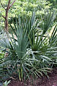 SABAL MINOR DWARF PALMETTO