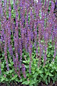 SALVIA NEMEROSA SALLYROSA BLUE