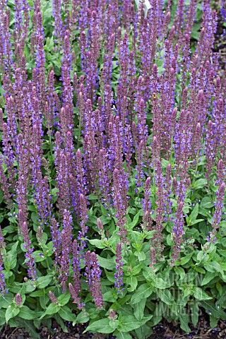 SALVIA_NEMEROSA_SALLYROSA_BLUE