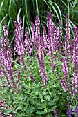 SALVIA NEMEROSA SALLYROSA PINK