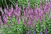 SALVIA NEMEROSA SALLYROSA PINK