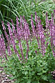 SALVIA NEMEROSA SALLYROSA PINK