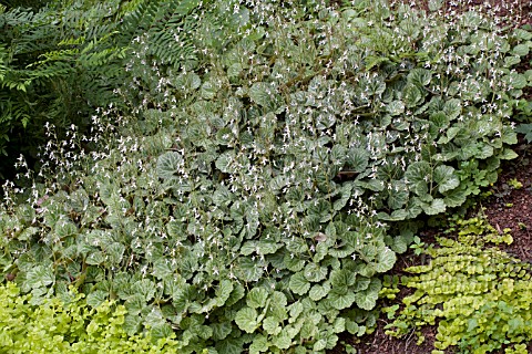 SAXIFRAGA_STOLONIFERA