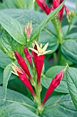 SPIGELIA MARILANDICA