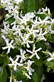 TRACHELOSPERMUM JASMINOIDES MADISON